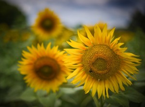 Sunflowers by Stuck in Customs on Flickr