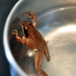 Frog in a pot of water