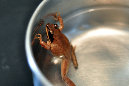 Frog in a pot of water