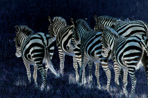 Zebras by schinkerj on Flickr