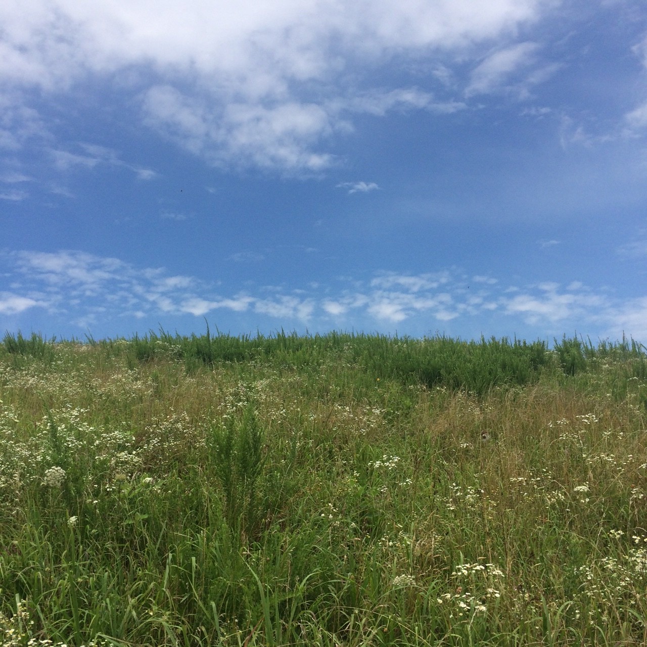 Blue sky over a mountaintop meadow of wildflowers