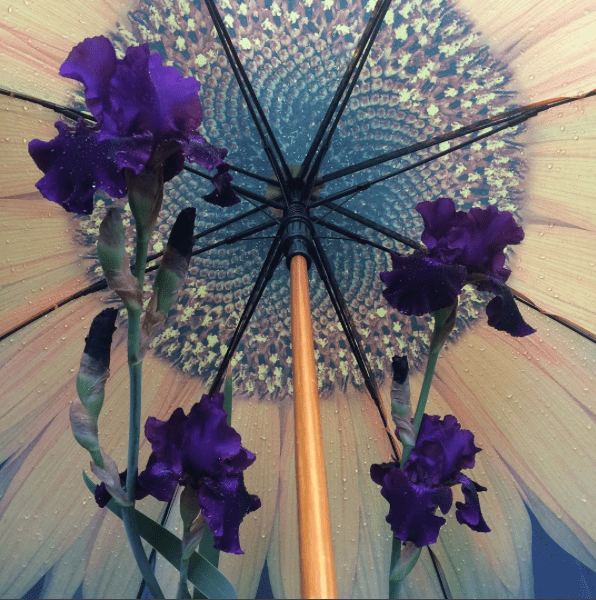 Purple iris in front of a sunflower umbrella