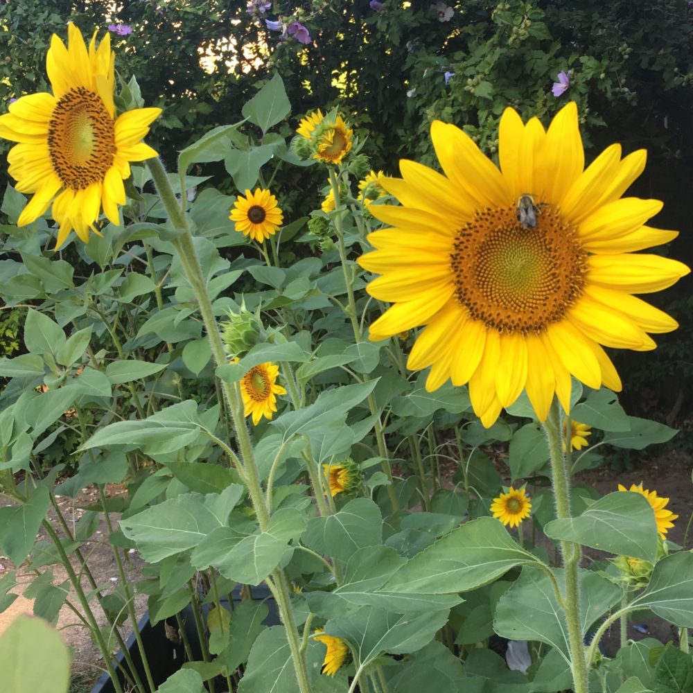 Sunflowers turn to each other for help