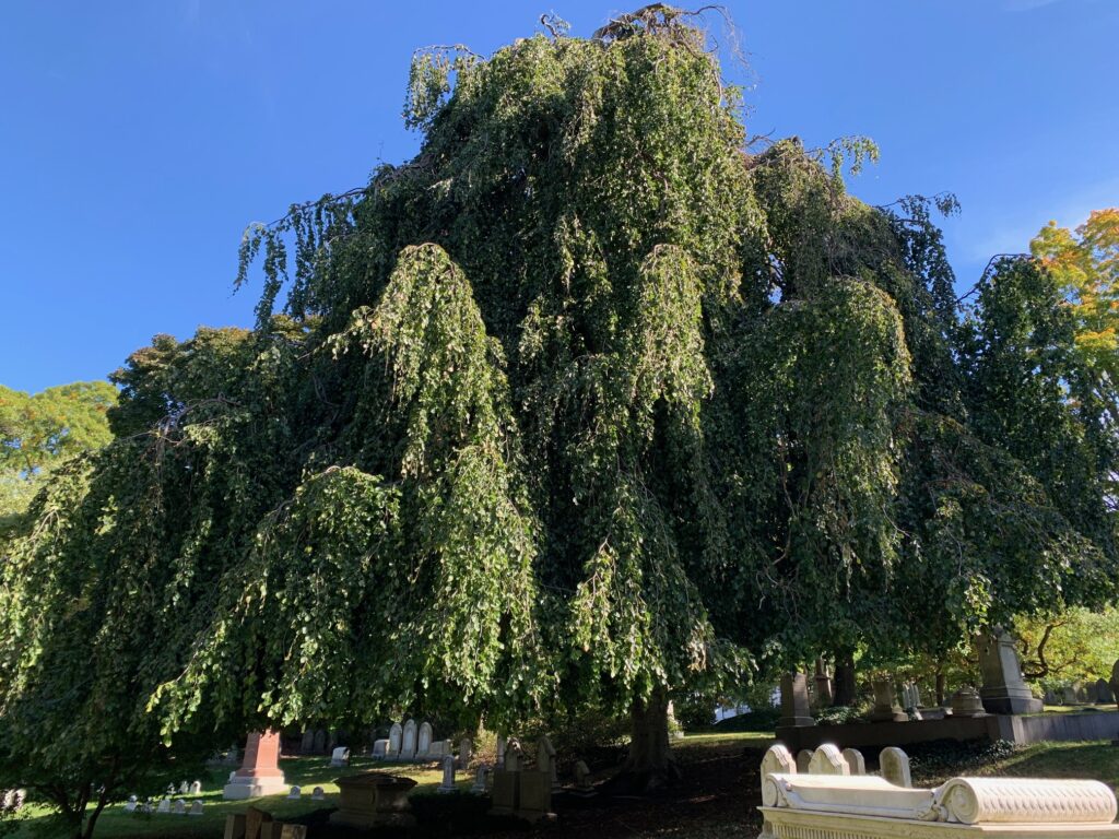 A grand weeping beech tree in the middle of Mount Auburn cemetery