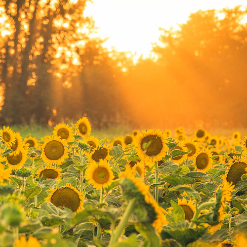 A field of sunflowers bathed in golden light