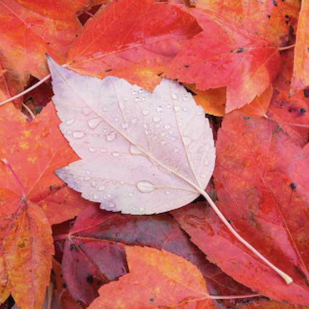 Red leaves with water droplets